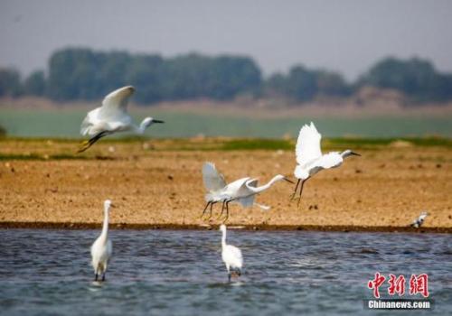 資料圖：10月4日，在江西鄱陽(yáng)湖都昌馬影湖水域拍攝的白鷺。<a target='_blank'  data-cke-saved- >中新社</a>發(fā) 傅建斌 攝